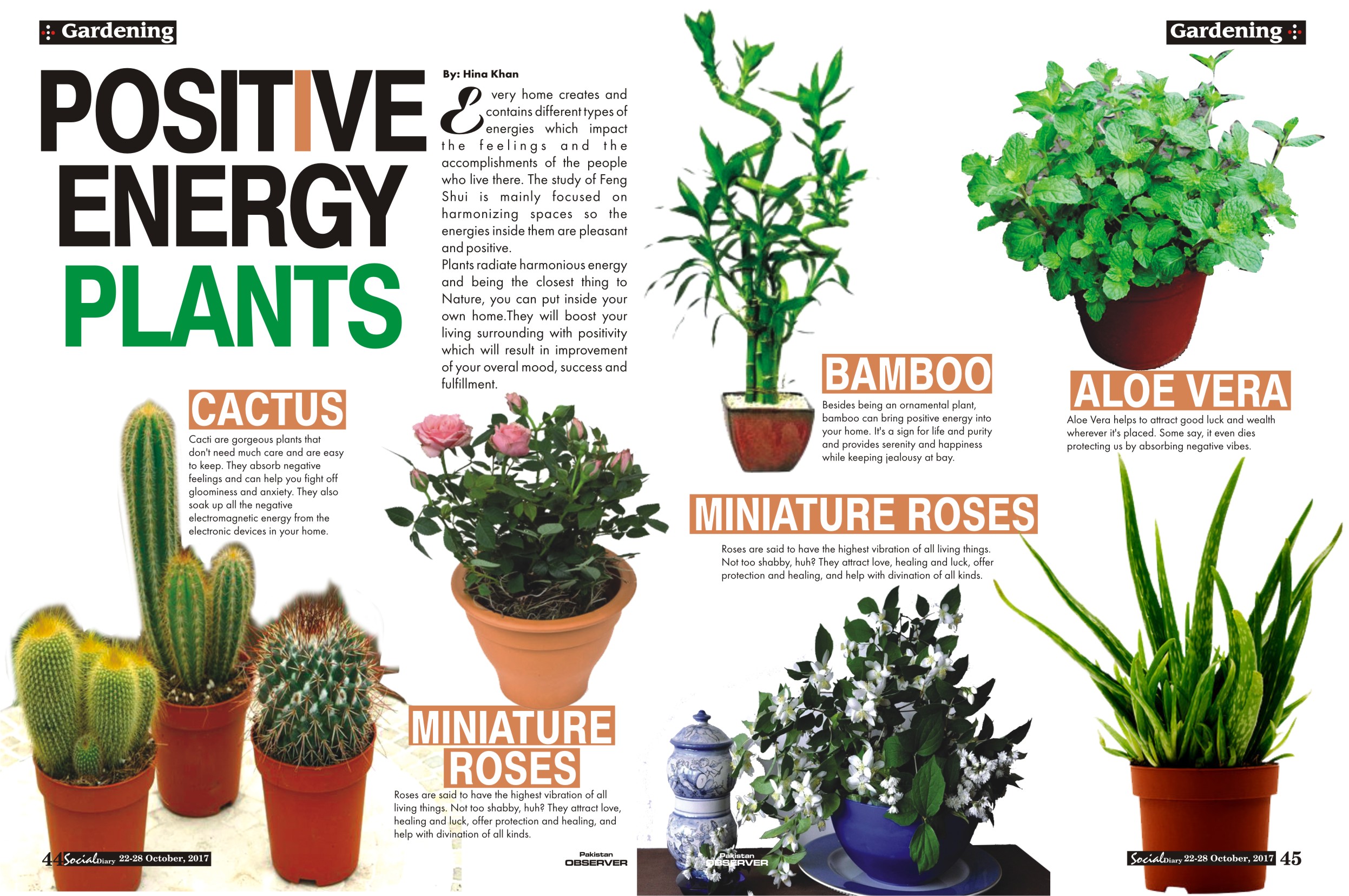 positive-energy-plants-social-diary