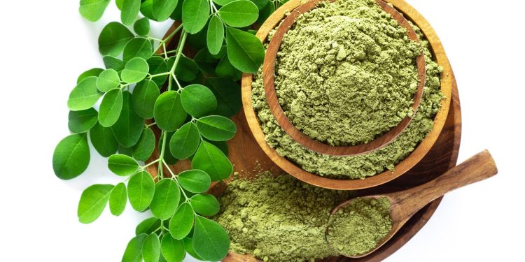 Moringa powder (Moringa Oleifera) in wooden bowl with original fresh Moringa leaves isolated on white background. Healthy product, superfood, vitamin. Top view.