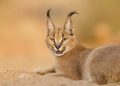 Rare Caracal Cat